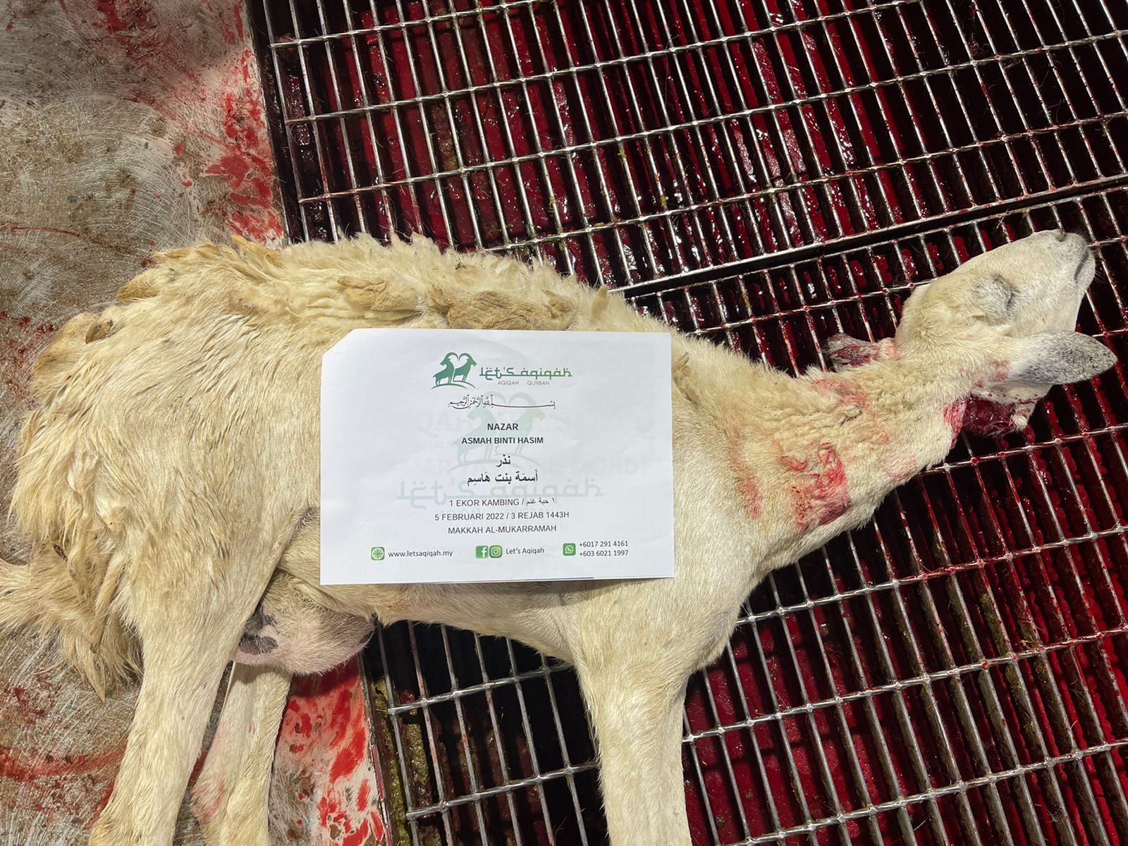 Nazar 1 Ekor Kambing