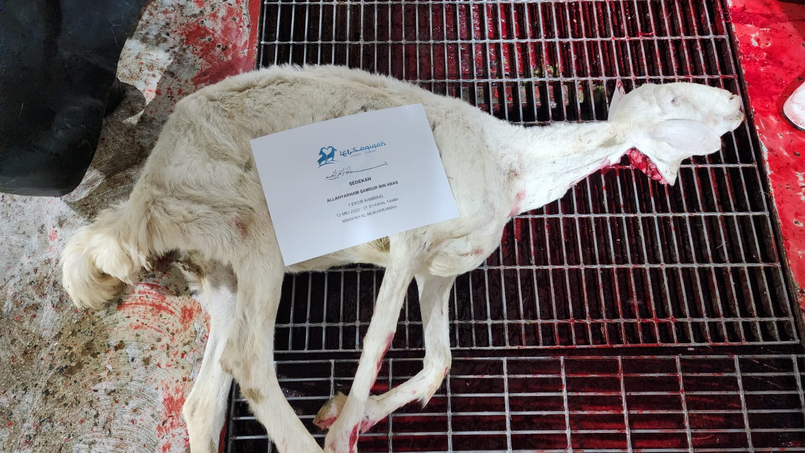 Sedekah 1 Ekor Kambing